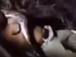 Niat Tangkap Ular, Warga Rohil Malah Dililit hingga Kritis