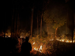 Dua Hektar Hutan Perhutani di Sampung Ponorogo Terbakar, Diduga Sengaja Dibakar OTB