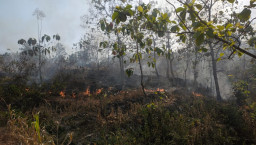 Hutan Perhutani di Bukit Angel Ponorogo Terbakar 2 Hektar, Petugas Tidak Ada