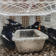 Karantina Jatim Gagalkan Penyelundupan 69 Ekor Burung di Pelabuhan Tanjung Perak