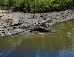 Buaya Kembali Muncul di Pinggiran Sungai Kawasan Ketingan Sidoarjo,  Warga Diminta Waspada! 