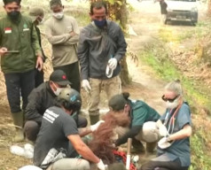 Terlalu Banyak Menghirup Asap Akibat Hutan Terbakar, Orang Utan Lemas Tak Berdaya Kena ISPA
