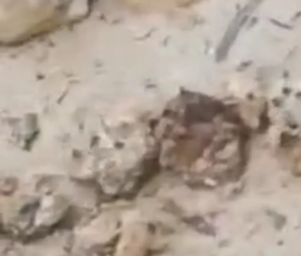 Jasad Bayi Membusuk Ditemukan di Pantai