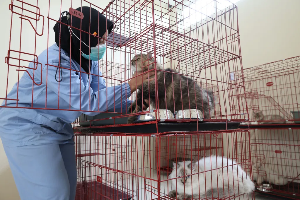 Sterilisasi Gratis Jadi Kado Ulang Tahun Surabaya ke-733, DKPP Siapkan Kuota 100 Kucing Lokal