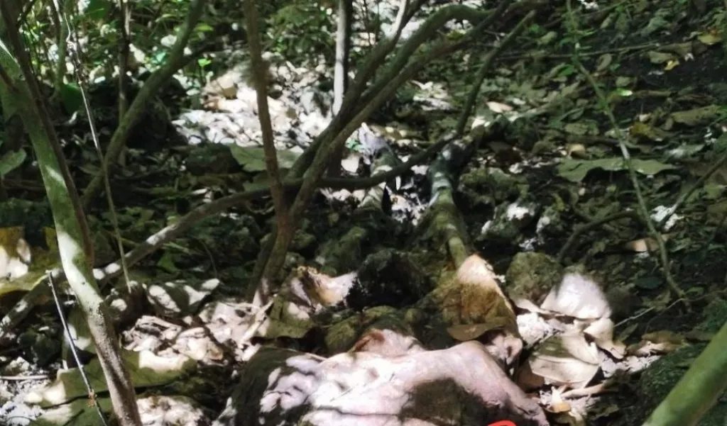 Kerangka Manusia Ditemukan di Bukit Buliide, Diduga Lansia yang Hilang