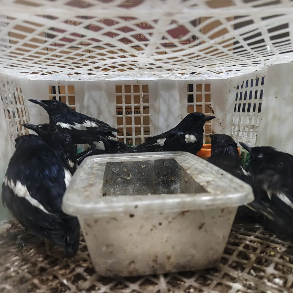 Karantina Jatim Gagalkan Penyelundupan 69 Ekor Burung di Pelabuhan Tanjung Perak