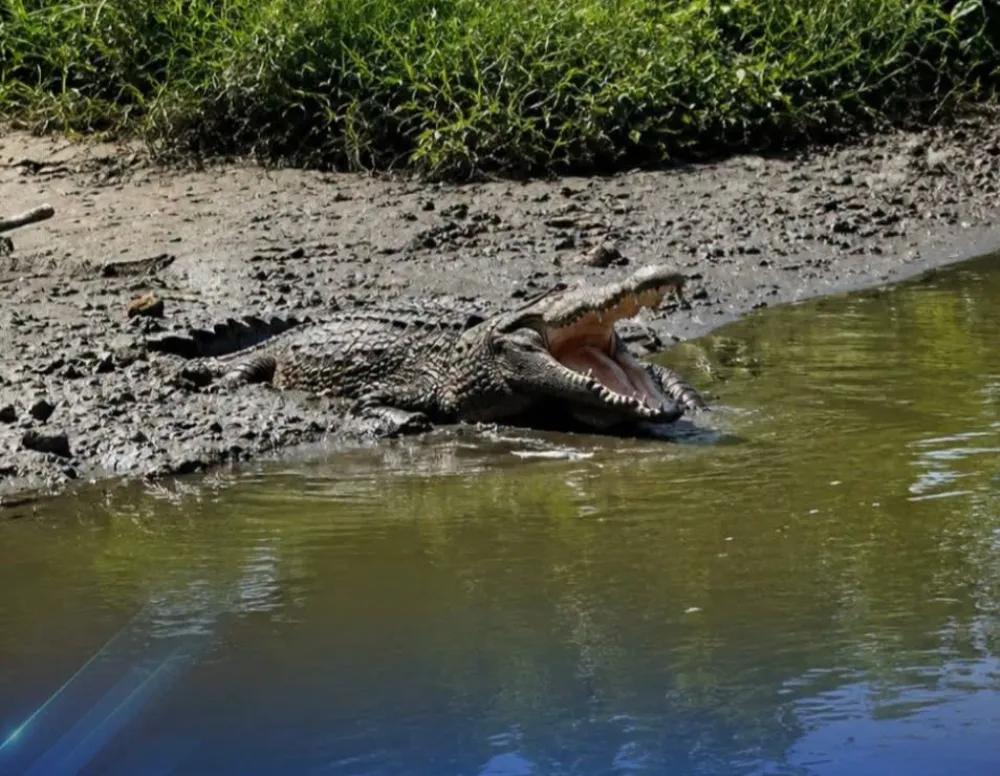 Buaya Kembali Muncul di Pinggiran Sungai Kawasan Ketingan Sidoarjo,  Warga Diminta Waspada! 