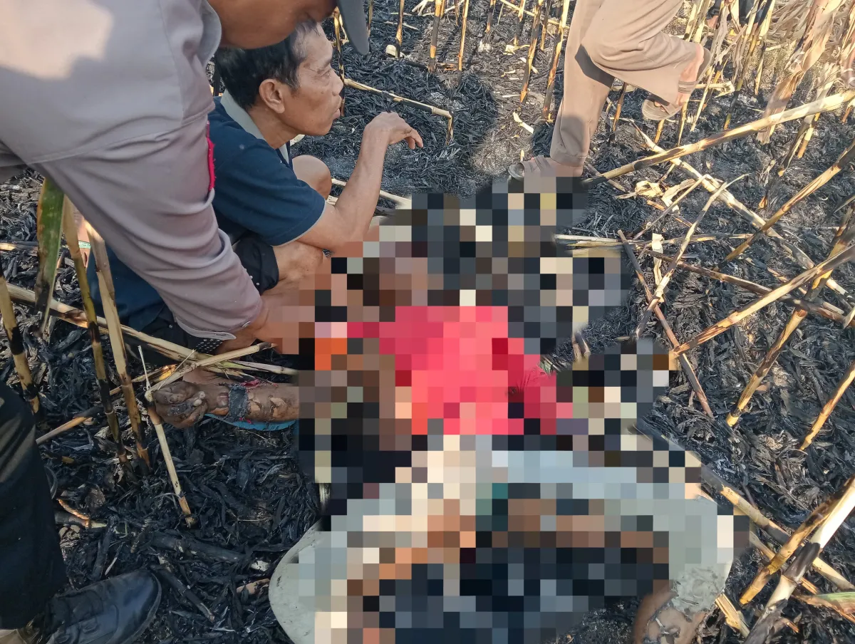 Petani di Ponorogo Tewas Terbakar Saat Berusaha Padamkan Api di Lahan Jagung
