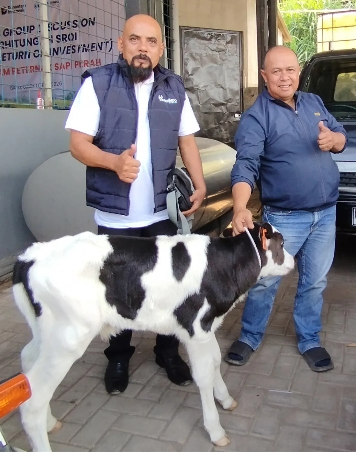 Festival Nyusu Bareng Digelar di Brau, Hadiah Utama Anakan Sapi Perah